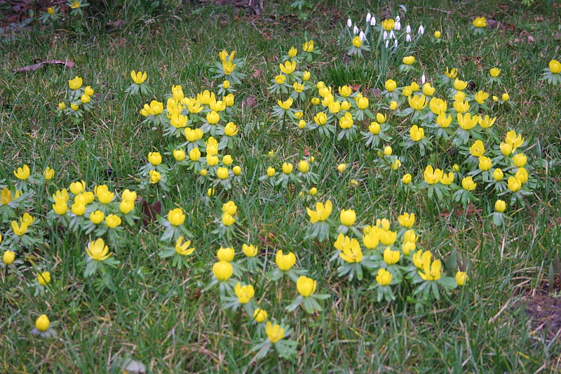 Winterlinge im Garten - Winterling (Eranthis hyemalis) Hahnenfußgewächs Winterlinge im Garten - Winterling (Eranthis hyemalis) Hahnenfußgewächs